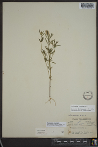 Polygala cruciata image