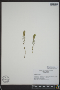 Polygala cruciata image