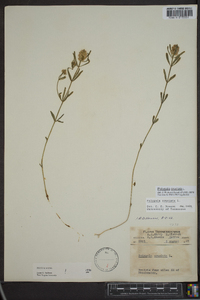 Polygala cruciata image