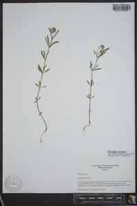 Polygala cruciata image