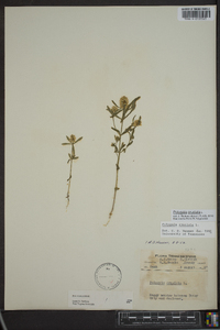 Polygala cruciata image