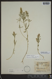 Polygala cruciata image