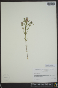 Polygala cruciata image