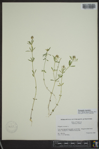 Polygala cruciata image