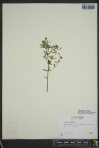 Polygala cruciata image