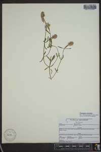 Polygala cruciata image