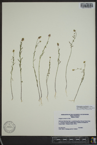 Polygala curtissii image