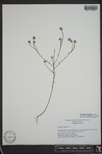 Polygala curtissii image