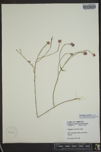 Polygala curtissii image