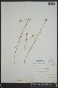 Polygala curtissii image