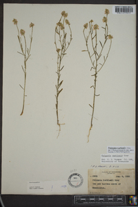 Polygala curtissii image