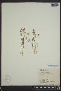 Polygala curtissii image