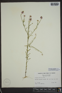 Polygala curtissii image