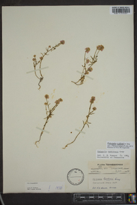 Polygala curtissii image