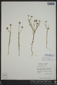 Polygala curtissii image