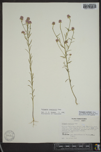 Polygala curtissii image