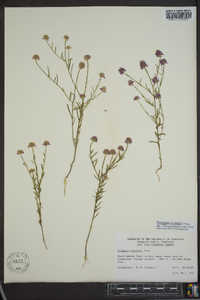 Polygala curtissii image