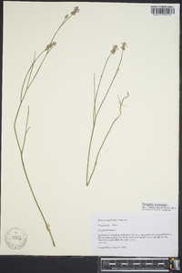 Polygala incarnata image