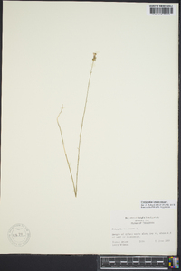 Polygala incarnata image