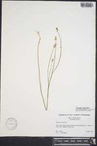 Polygala incarnata image