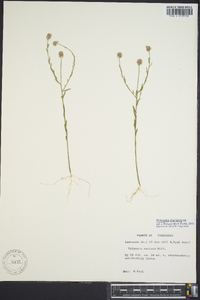 Polygala mariana image