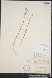 Polygala mariana image