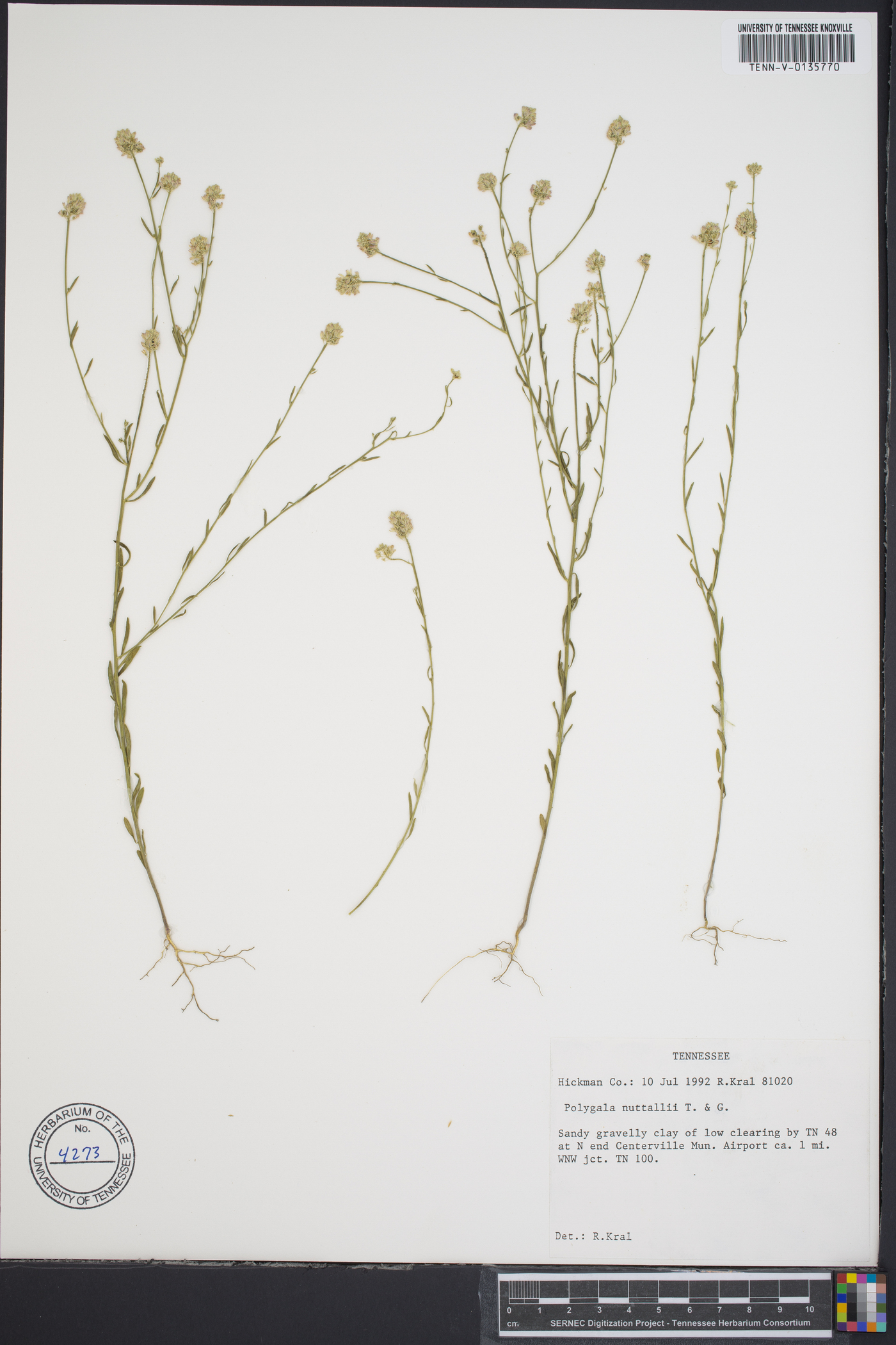 Polygala nuttallii image