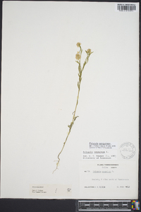 Polygala sanguinea image