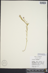 Polygala sanguinea image