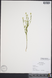 Polygala sanguinea image