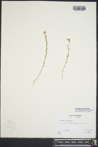 Polygala sanguinea image