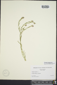 Polygala sanguinea image