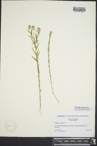 Polygala sanguinea image