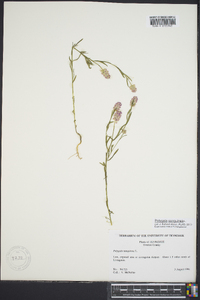 Polygala sanguinea image