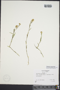 Polygala sanguinea image