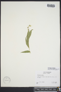 Polygala senega image