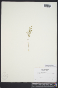 Polygala verticillata image