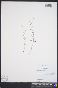 Polygala verticillata image