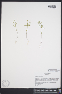 Polygala verticillata image