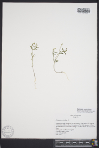 Polygala verticillata image