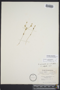 Polygala verticillata image