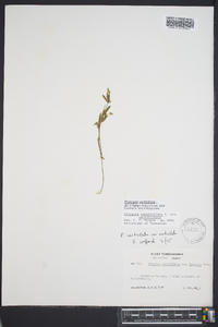 Polygala verticillata var. isocycla image