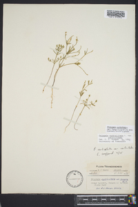 Polygala verticillata image