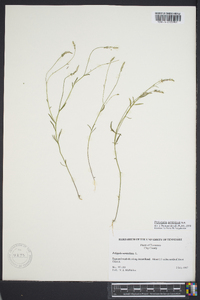 Polygala ambigua image