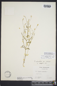 Polygala verticillata image