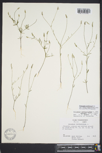 Polygala ambigua image