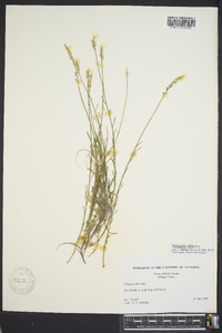 Polygala alba image