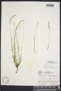 Polygala alba image