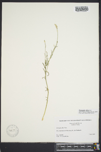 Polygala alba image