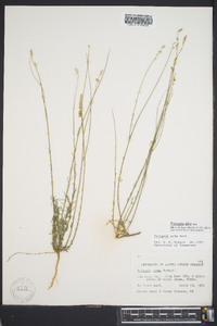 Polygala alba image